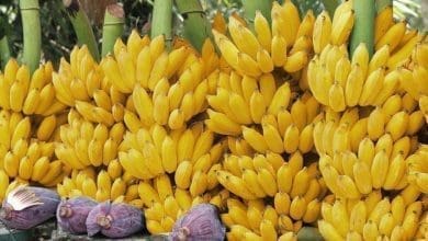 Klima Naturali bananas