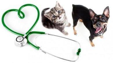 depositphotos 13996631 stock photo veterinary for cats dogs and 1