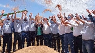 Abertura oficial colheita do trigo