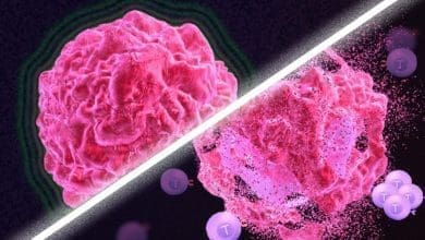 Novo tratamento contra o cancer usa o proprio sistema imunologico