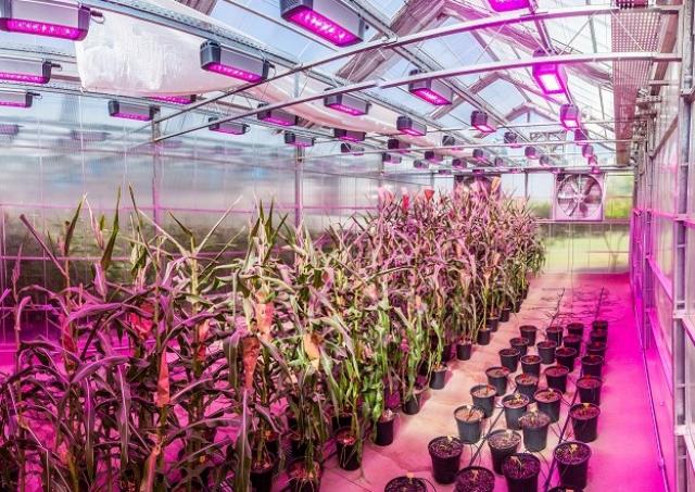 bbea0 Pesquisadores buscam desenvolver plantas mais tolerantes a seca e altas temperaturas