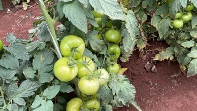 Novo inseticida mostra resultado surpreendente no controle da traca do tomateiro