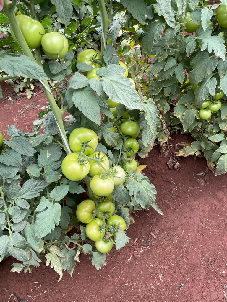Novo inseticida mostra resultado surpreendente no controle da traca do tomateiro