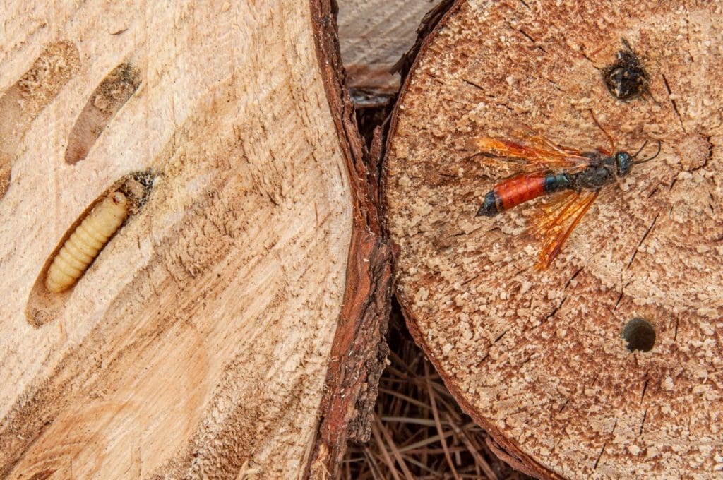vespa da madeira em pinus 2021