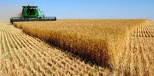 Cotacao do trigo segue elevada com safra recorde