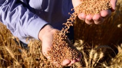 Safra de trigo em 2021 registra producao de 7.8 milhoes de toneladas