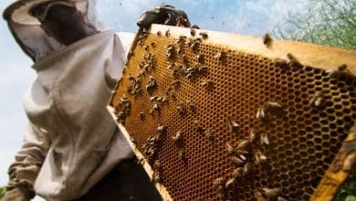 Associacao de apicultores em Santa Catarina recebe selo inedito de mel sustentavel