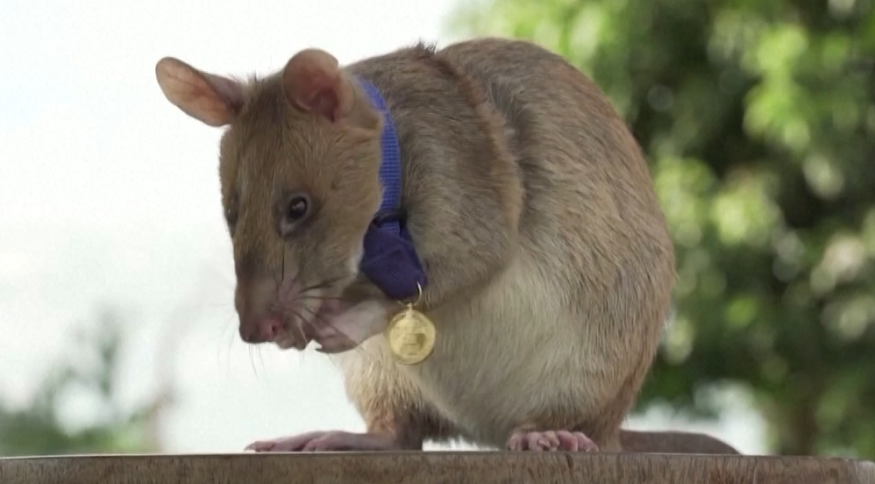 Rato que farejava minas terrestres morre aos oito anos