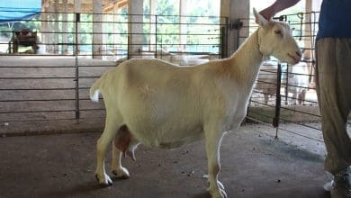 Novo protocolo para tratar da pseudogestacao em cabras e ovelhas e desenvolvido
