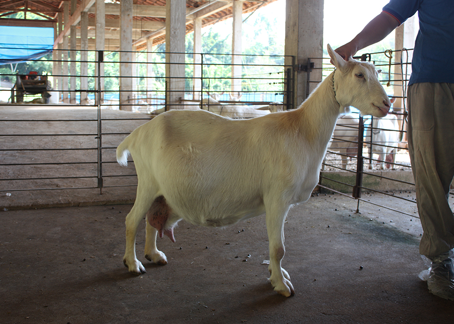 Novo protocolo para tratar da pseudogestacao em cabras e ovelhas e desenvolvido