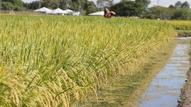 Pesquisadores desenvolvem arroz que consome 8 menos agua