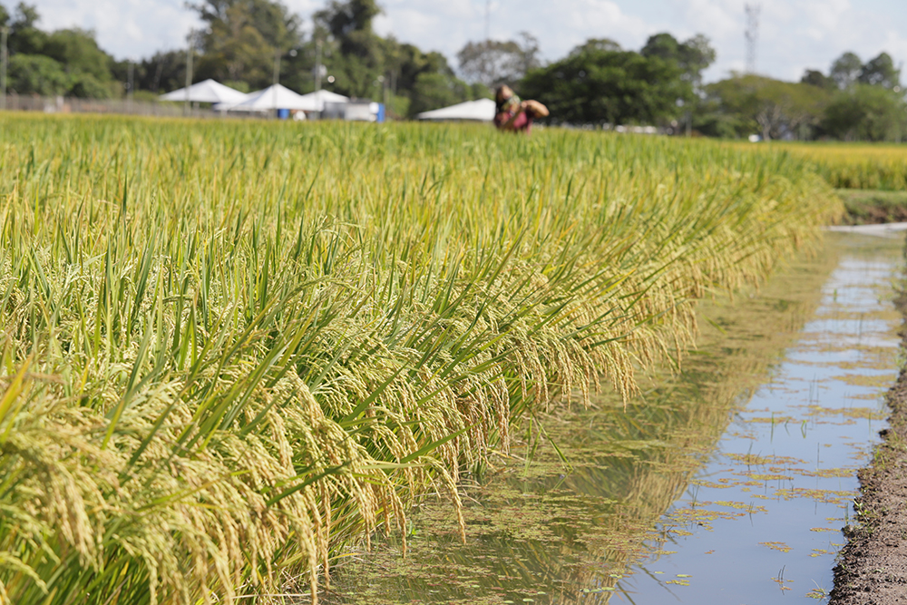 Pesquisadores desenvolvem arroz que consome 8 menos agua