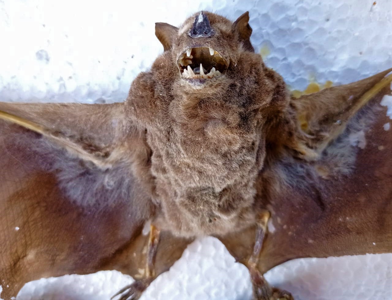 Exposicao de morcegos ensina a reconhecer especie causadora da raiva bovina