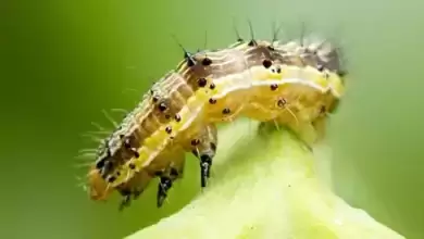 Virus zombificante podem manipular lagartas para se matarem