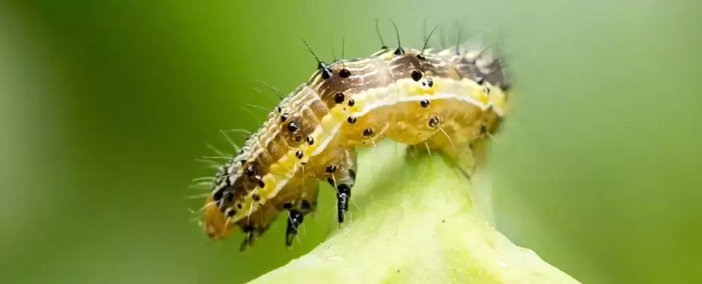 Virus zombificante podem manipular lagartas para se matarem