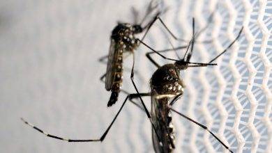 Casos de dengue em todo o pais aumentam 95 em relacao a 2021