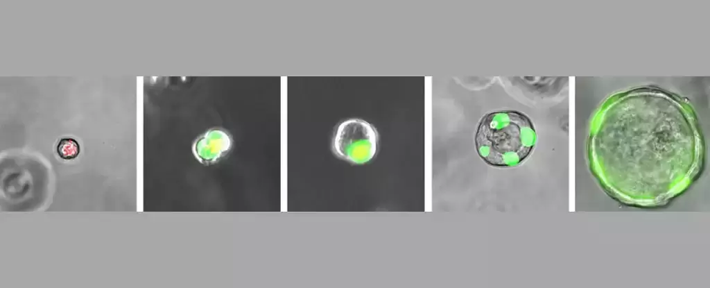 Cientistas descobriram um novo tipo de celula escondida no corpo humano
