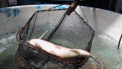 Feira do Peixe Vivo em Erechim sera quinta e sexta feira