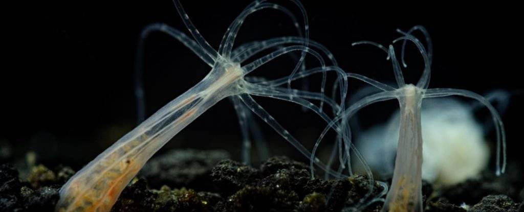 Ligacao genetica entre humanos e anemonas do mar foi confirmada