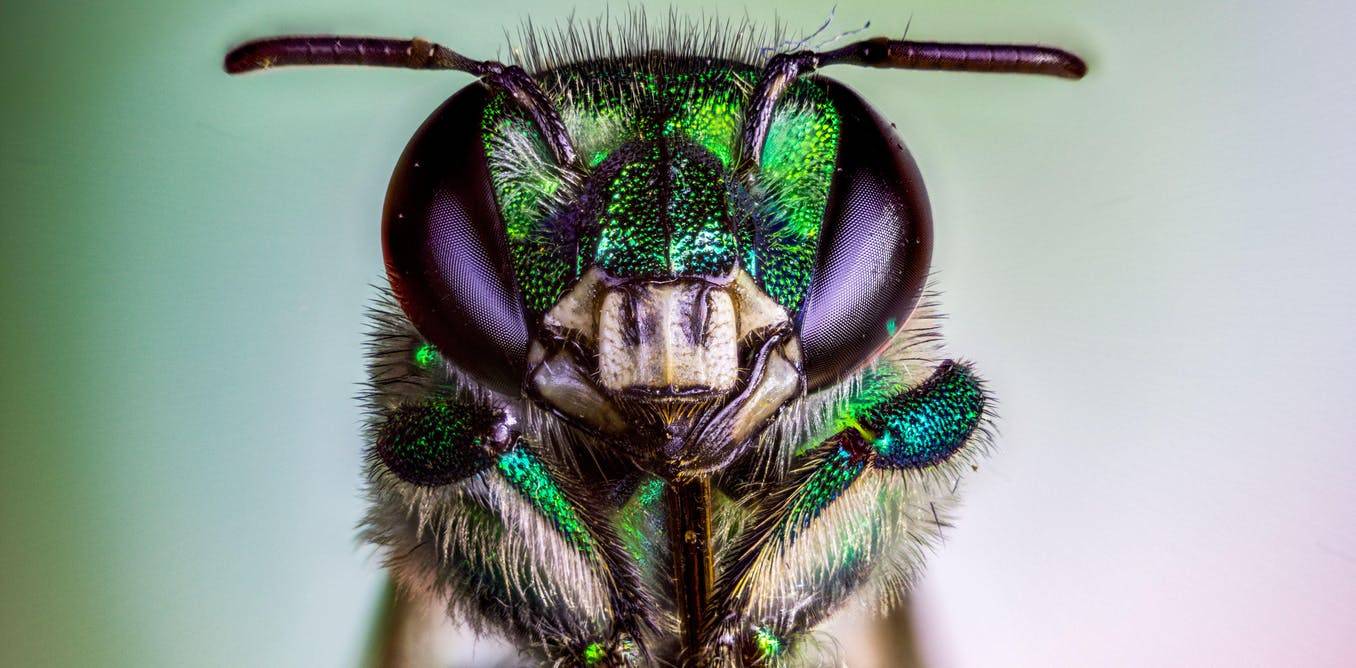 Mudanca climatica desencadeia colapso global em numeros de insetos