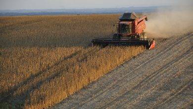 Soja colheita atinge 804 veja os estados mais avancados