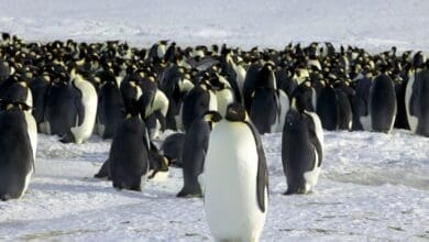 Pinguim imperador em serio risco de extincao devido as mudancas climaticas