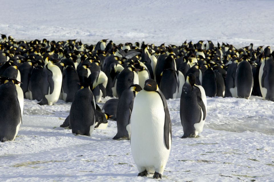 Pinguim imperador em serio risco de extincao devido as mudancas climaticas