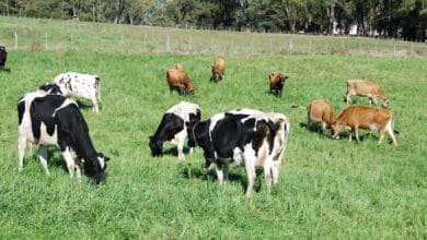 Segundo a Emater os bovinos de leite estao com estado corporal satisfatorio