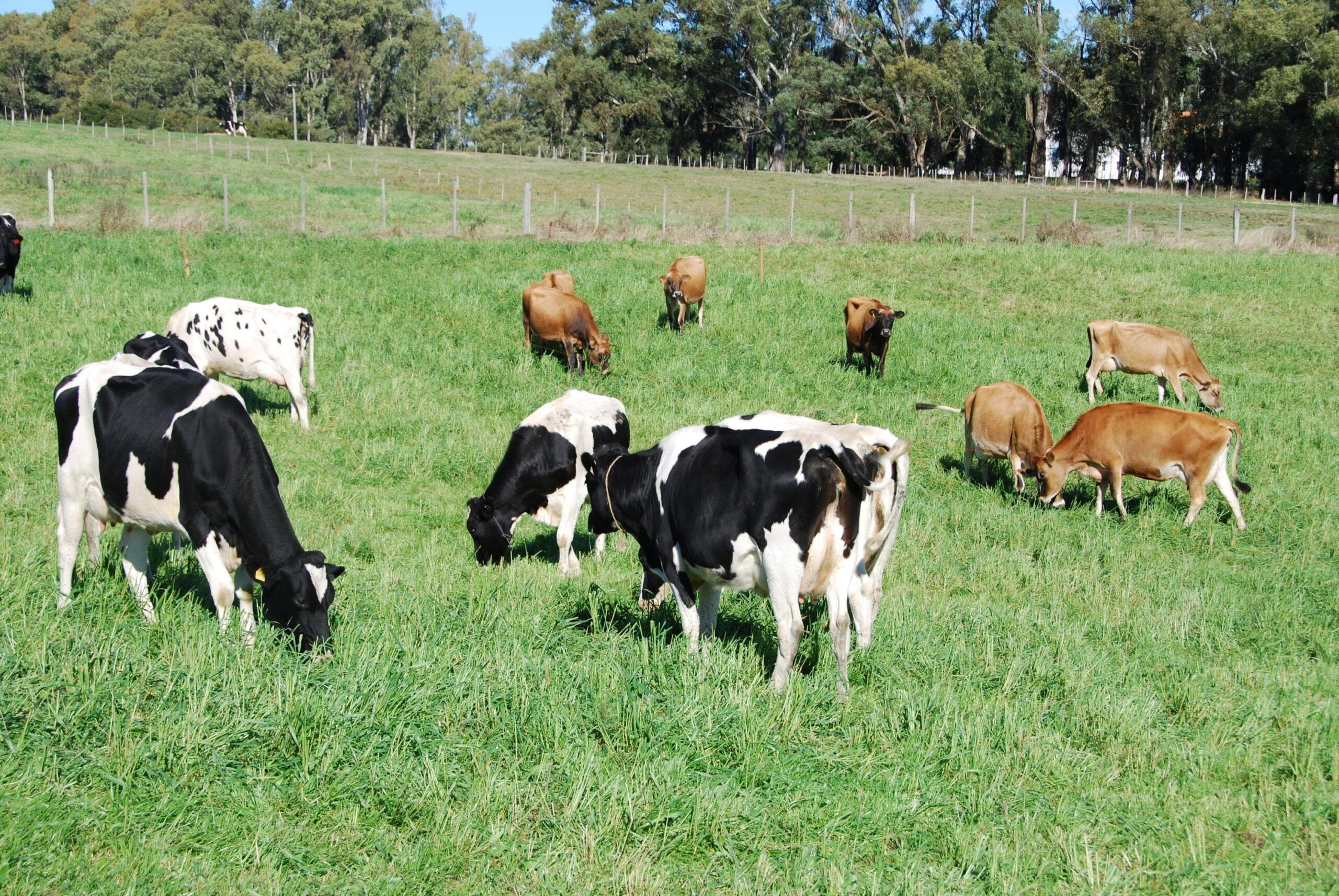 Segundo a Emater os bovinos de leite estao com estado corporal satisfatorio scaled