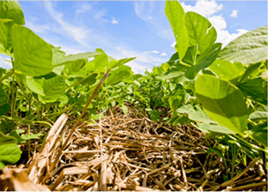 Transplante biologico entre plantas melhora produtividade de lavouras
