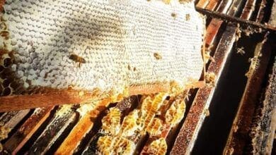 Comercio ilegal de abelhas na internet e ameaca a especie