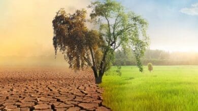 Os impactos climaticos no sistema alimentar global
