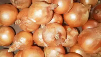 Pesquisa desenvolve variedade de cebola com durabilidade maior pos colheita