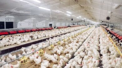 Prefeitura de Aratiba amplia investimentos na avicultura