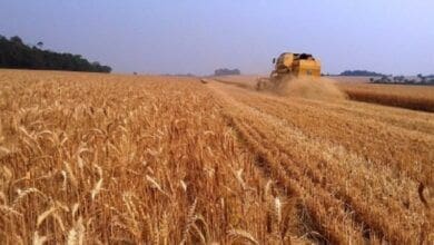 RS podera ter a maior producao de trigo da historia em 2022