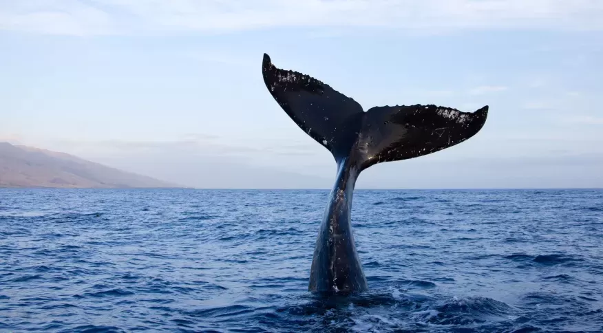 Retomada de caca de baleias e criticada na Islandia em meio a volta de turistas