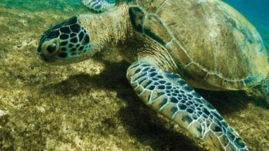 Tartaruga verde deixa lista de especies ameacadas de extincao