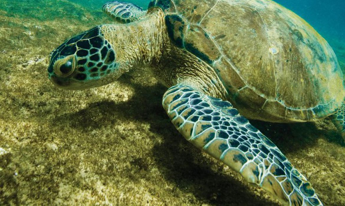 Tartaruga verde deixa lista de especies ameacadas de