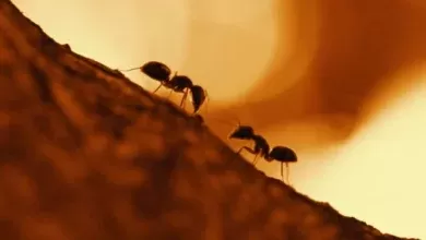 Colonias de formigas agem como uma rede neural