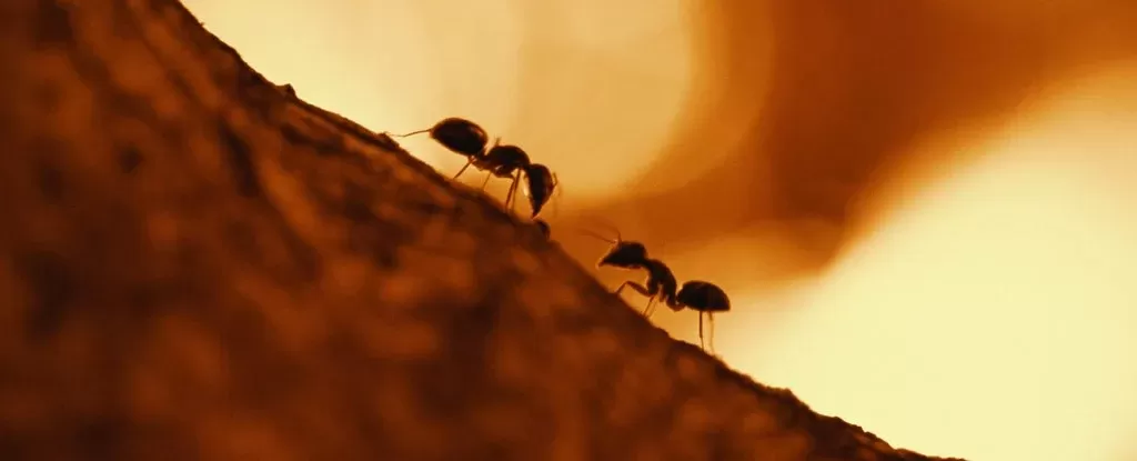Colonias de formigas agem como uma rede neural