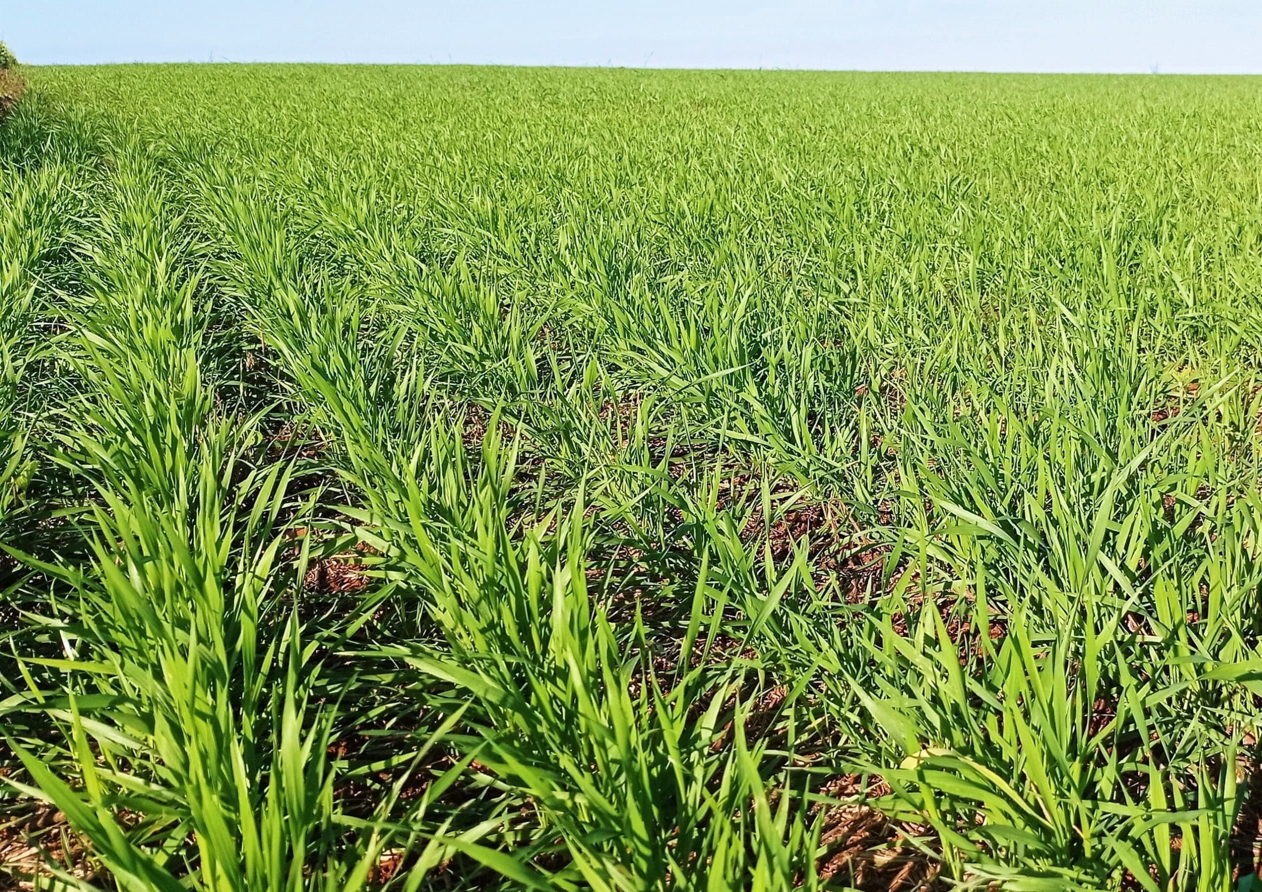 Condicoes climaticas favorecem o plantio e desenvolvimento do trigo scaled
