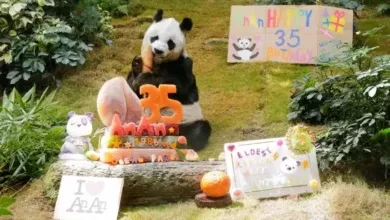 Panda mais velho do mundo An An morre aos 35 anos