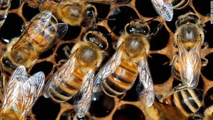 Bees honeycomb Ron Magill