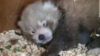 Filhote de panda vermelho nasce no Reino Unido especie e ameacada de extincao