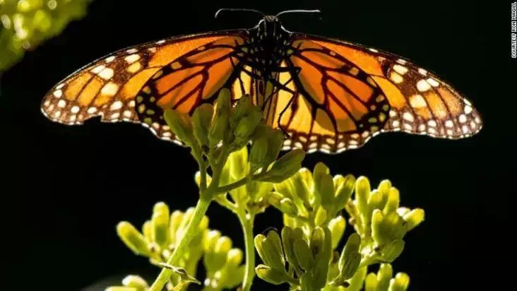 Monarch butterfly Ron Magill 2