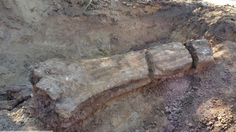 Tronco fossilizado com mais de 200 milhoes de anos e encontrado durante obra rodoviaria