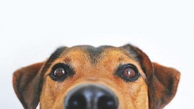 Anvisa reforca alerta de recolhimento de petiscos caninos intoxicados