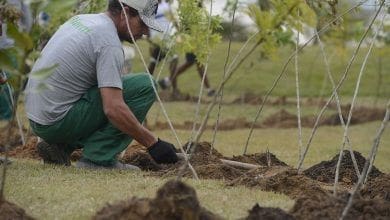 Dia da Arvore projeto ajuda a reflorestar bioma 100 brasileiro