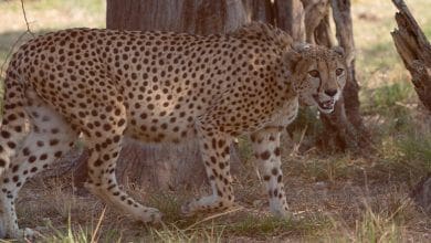 India reintroduz na natureza guepardos extintos no pais