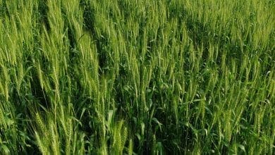 Informativo Conjuntural Lavouras de trigo apresentam bom desenvolvimento e boa sanidade de plantas